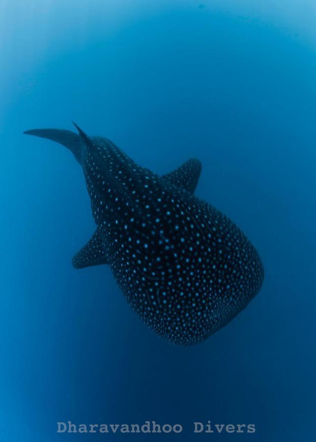 Faima Fishing Lodge At Daravandhoo Dharavandhoo Ngoại thất bức ảnh