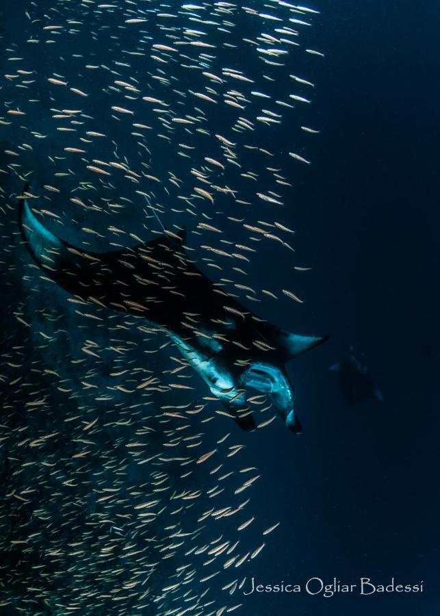 Faima Fishing Lodge At Daravandhoo Dharavandhoo Ngoại thất bức ảnh