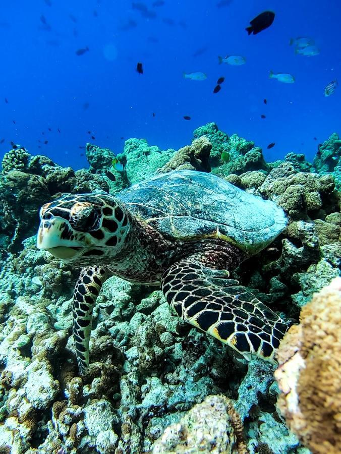 Faima Fishing Lodge At Daravandhoo Dharavandhoo Ngoại thất bức ảnh